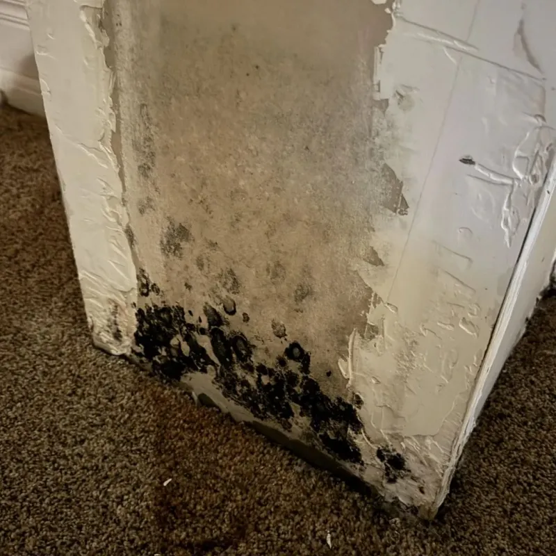 Professional Mold Removal in San Angelo, TX